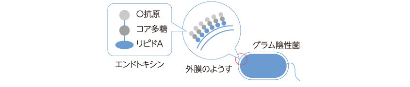 エンドトキシンとは
